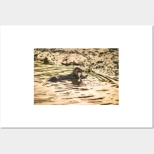 Otter in water Posters and Art